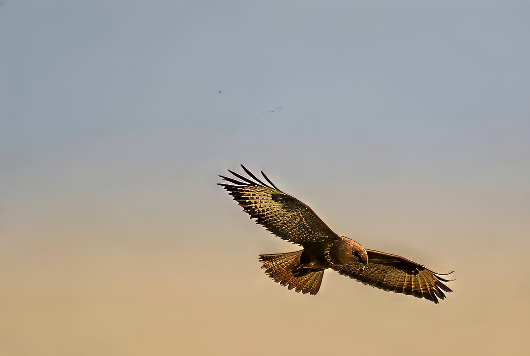 Common Buzzard